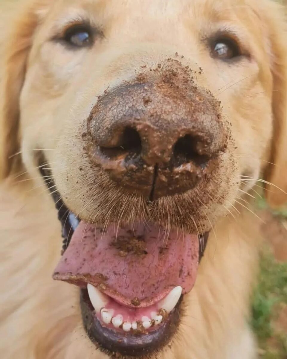 Cão feliz com o focinho sujo de terra