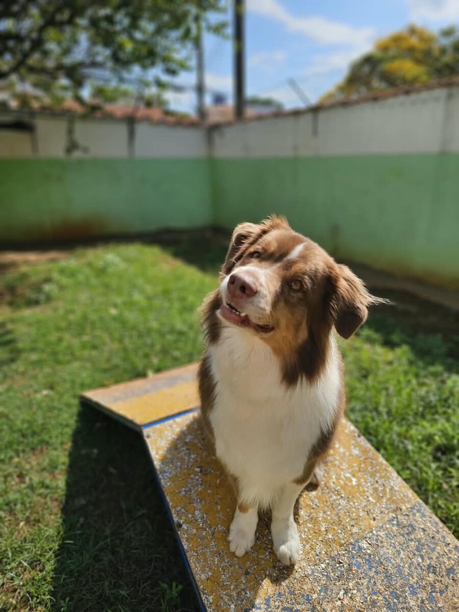 Cão sentado em rampa de atividades ao ar livre
