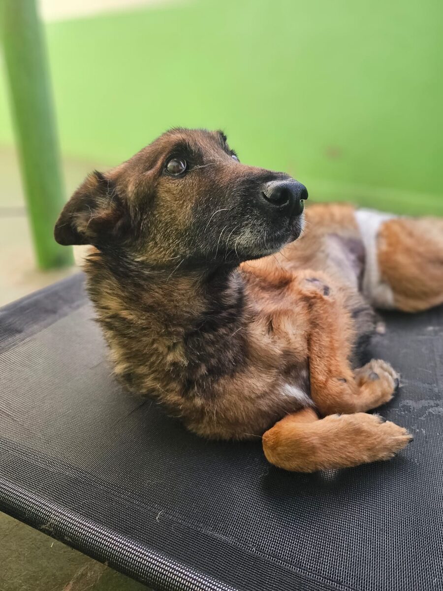 Cão descansando em cama elevada