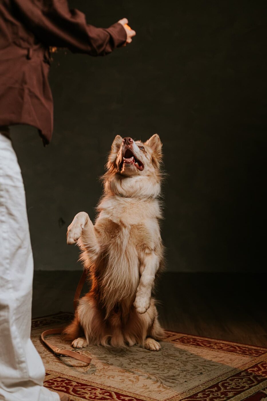 Cão em pé durante sessão de treino com a adestradora