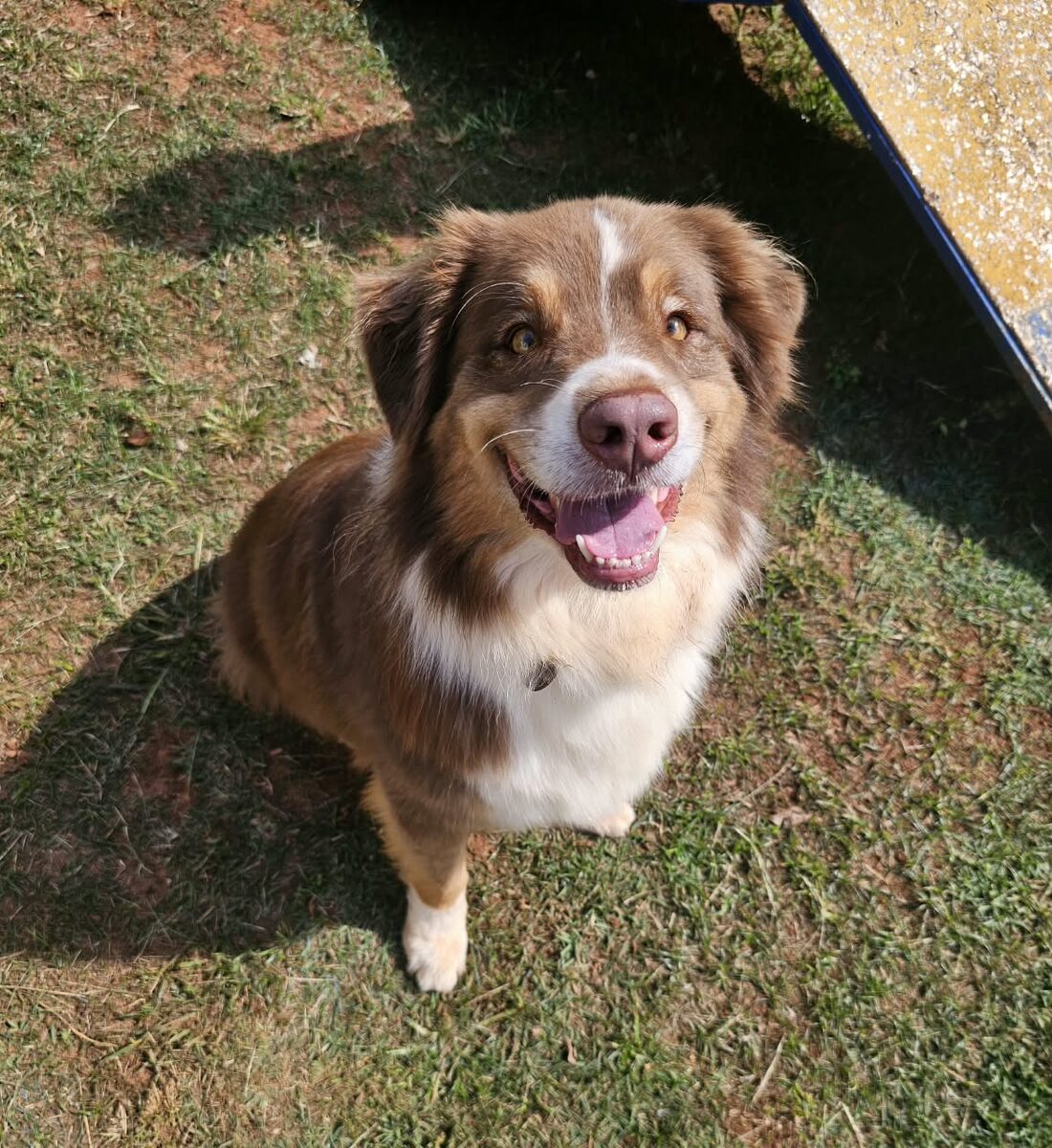 Cão sorrindo sentado na grama